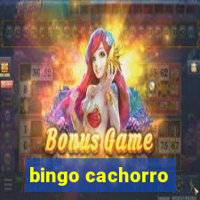 bingo cachorro